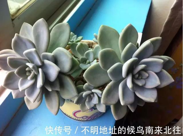 60种多肉图鉴及养护要点,1分钟学会,超全超实用!
