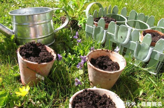 多菌灵|春天给花换盆,“6个坑”不能踩,别心存侥幸,否则换一盆死一盆