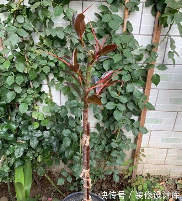 花友|7种花，现在要砍头，冲天炮变成爆炸头