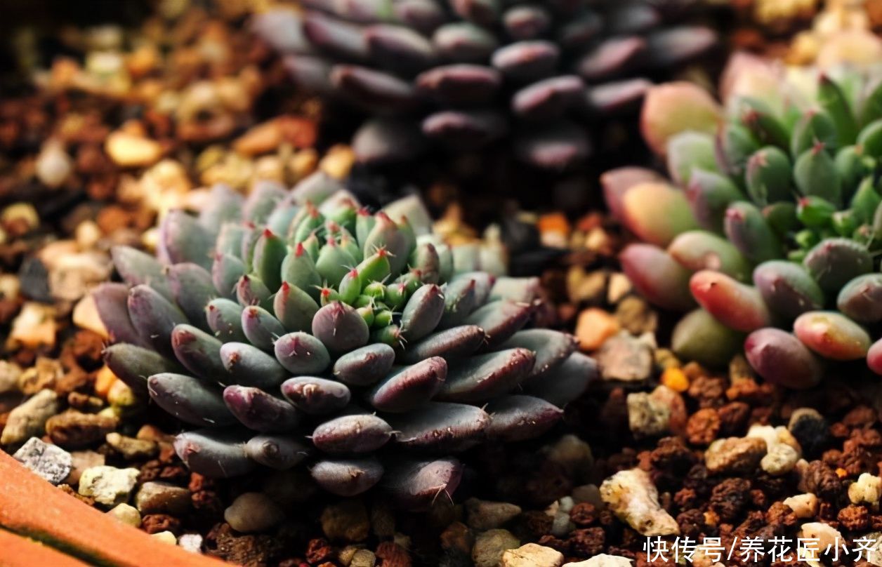想要养好多肉，新手忌用“三种水”，否则容易伤根，严重会化水