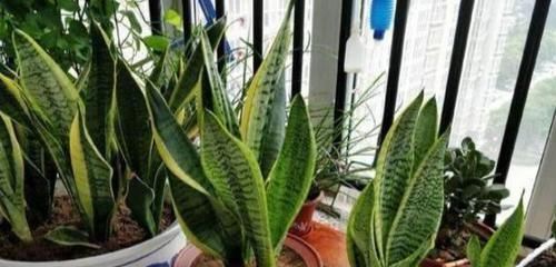 养虎皮兰,浇花用上2种'水',叶子绿,根须越长越旺盛