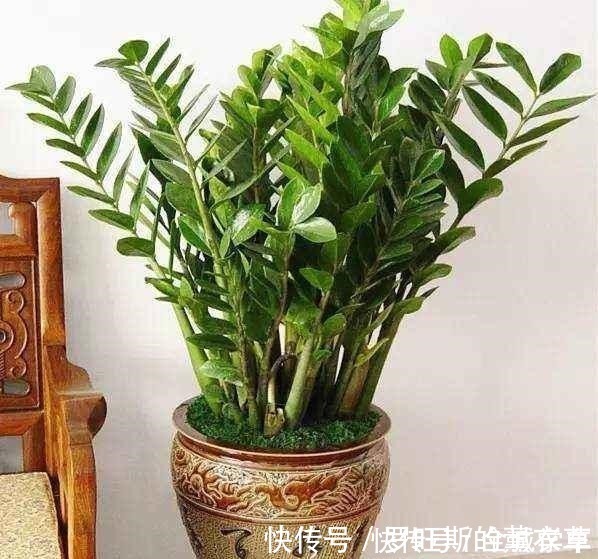 阳台上|4种绿植,喜欢阴凉环境,“客厅”养几盆,越长越油绿!