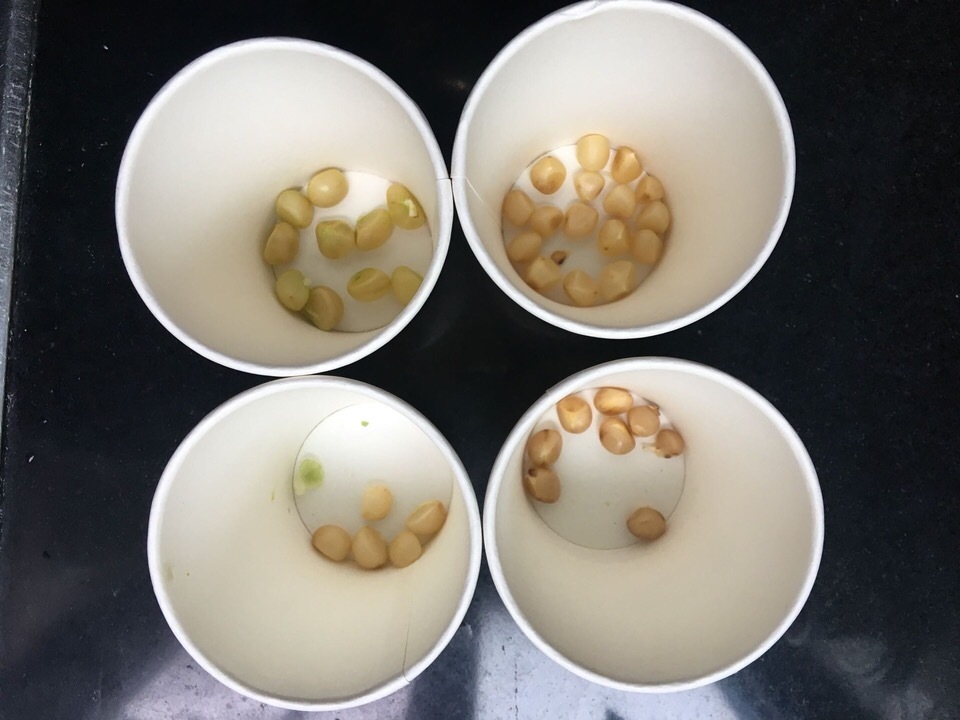 君子兰能长出“红果子”，肯定是“赚了”，播种养出20盆