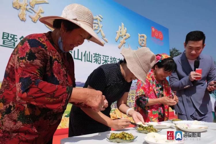 绿水青山|吃玩赏！第三届青岛崂山仙菊采摘节正式启动！