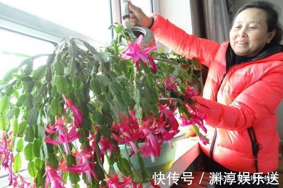 想让蟹爪兰“开完还开”，就浇“1种水”，20天就见效！