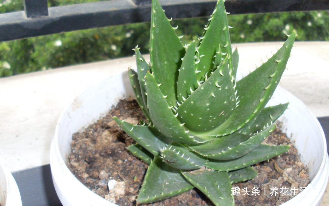 在家中养芦荟，叶子上有病斑，试试以下几种方法，能轻松解决！