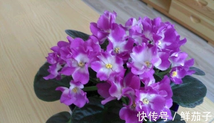 家里就养“4种花”,漂亮花期长,开花多又美,一整年开花!