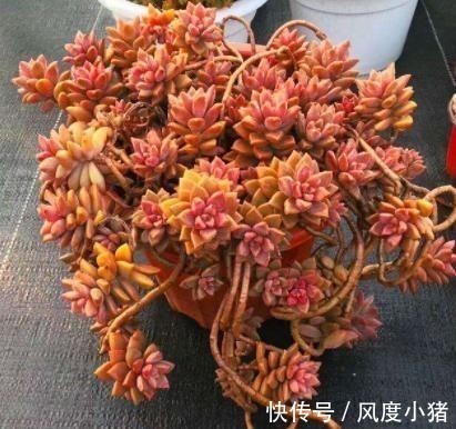 浇水|温度低多肉不生长？给它做4步，反而养出“美肉肉”，直接出状态