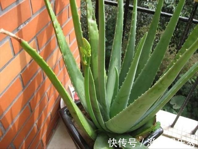 6种花，能养人，高档大气有品味，越养越有“好身体”