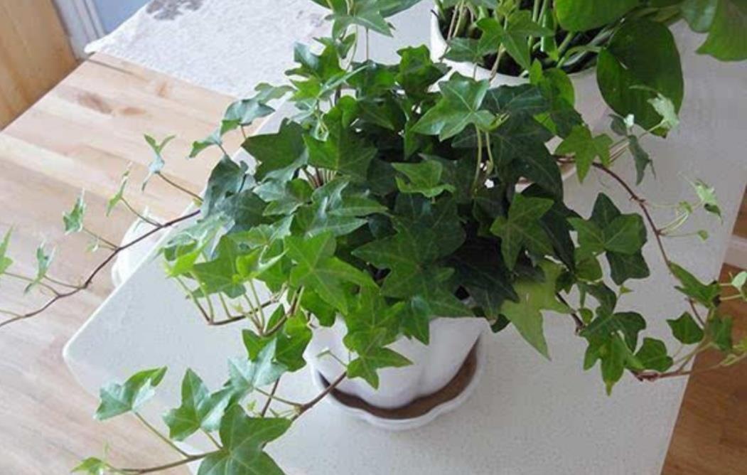 叶子|天气暖和了,6种植物别给它晒太阳,不然叶子枯黄
