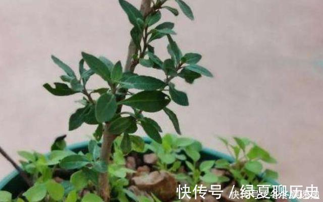光照|不会养花,就养这2种绿植,好养能吃花芳香,两年长成盆景