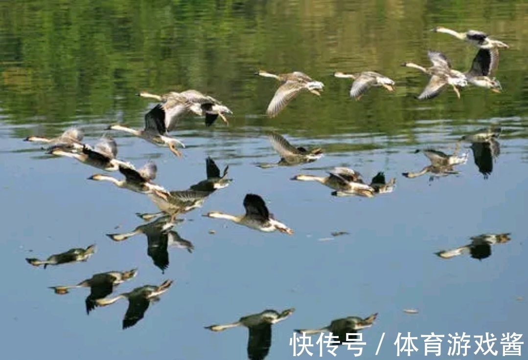 李清照#野渡征联:三杯二盏,怎敌它数声雁唱,几点菊黄?愁字三千明月上