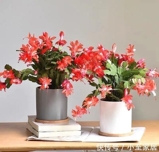 11月养蟹爪兰,这4件“蠢事”最好不要做,小心掉花苞!