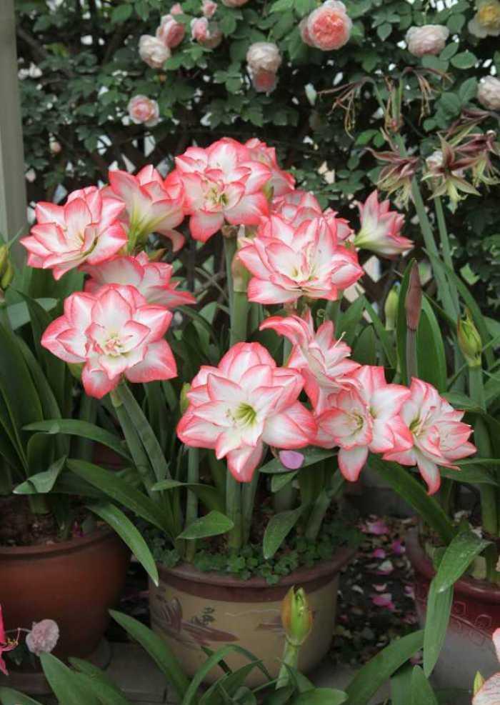 洋朱|一种“大胖花”,埋土里2个月,不用管它,窜满花箭,开花大又多