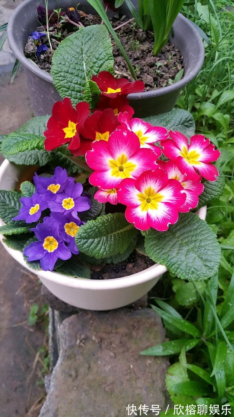 “珍稀玫瑰”土星王阳台,丰腴婀娜,清新优雅,可以说是养花首选