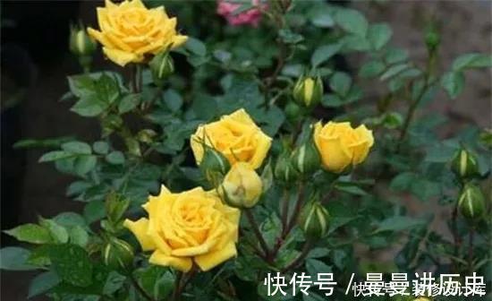 一朵花|月季花苞小，开花少改善这“3点”，开花翻倍，花瓣又大又艳