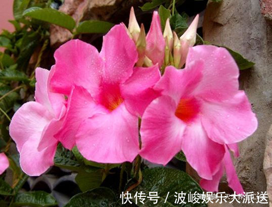 玫瑰|“高端玫瑰”永远的莫斯科，色泽鲜艳，艳压群芳，喜欢玫瑰就试试
