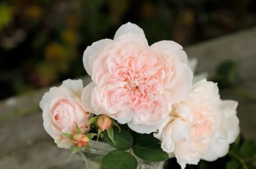  花朵|3种花人见人爱，植株低矮小巧，花开一整年，超级好养