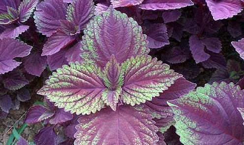 消失|7种农村快要消失的美食,你见过,不一定吃过哦