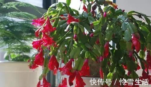 买菜的塑料袋别扔了,用来养花,养啥都旺,谁用谁知道