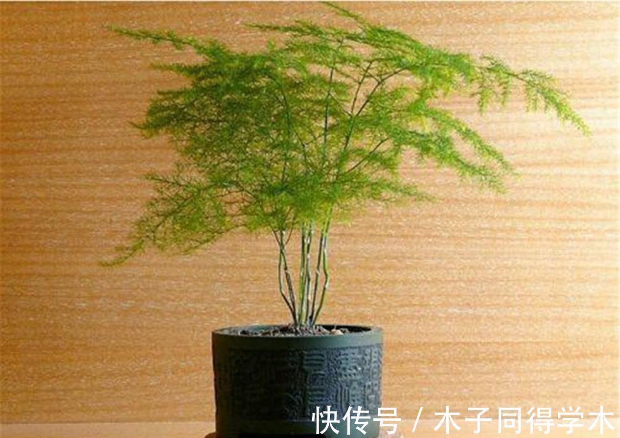 阳台上|盆栽养文竹,靠抓住这4点促生长,保管植株不黄叶烂根