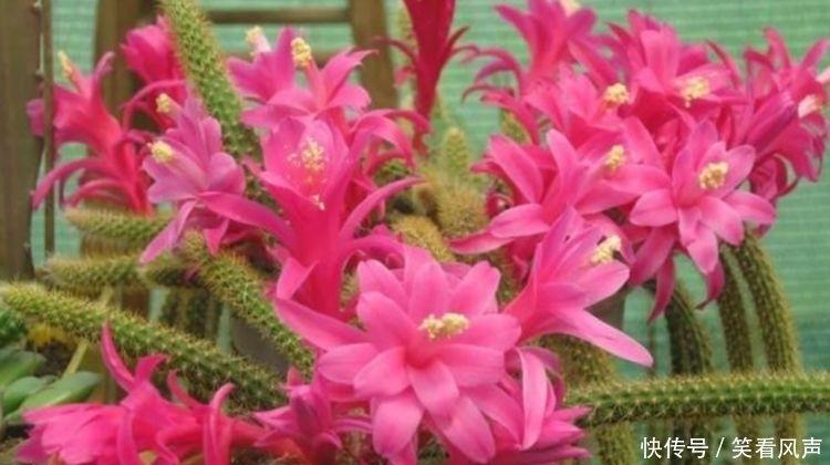 最有仙气的4种花，迷人的花朵，开满整个花盆，美不胜收