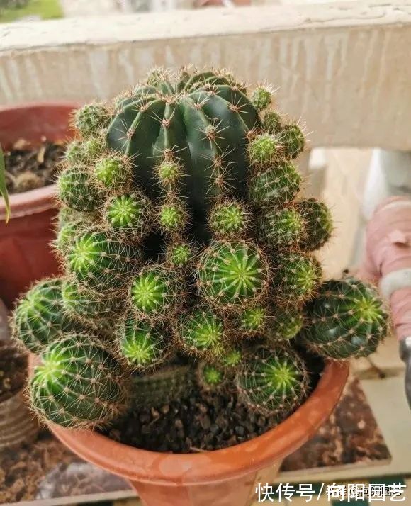 没有露台,不要养景天科肉肉,严重徒长,不出状态,容易烂根