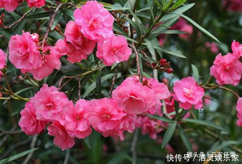 两种花,再好看也不要养在室内,汁液都有毒,还影响身心健康!