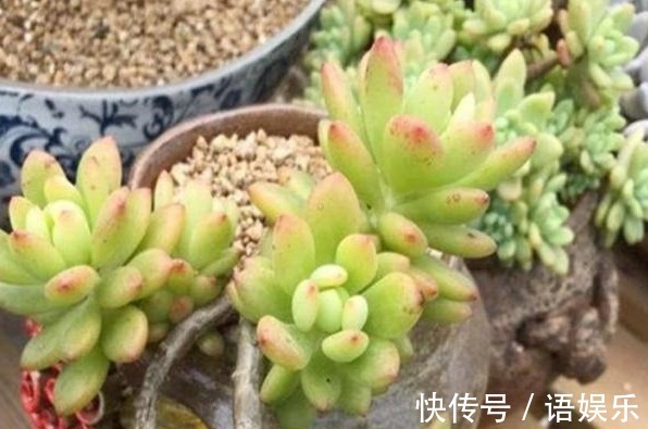 多肉|新手养花,入手这“3种”多肉,好看又易活,一年四季爆盆不断
