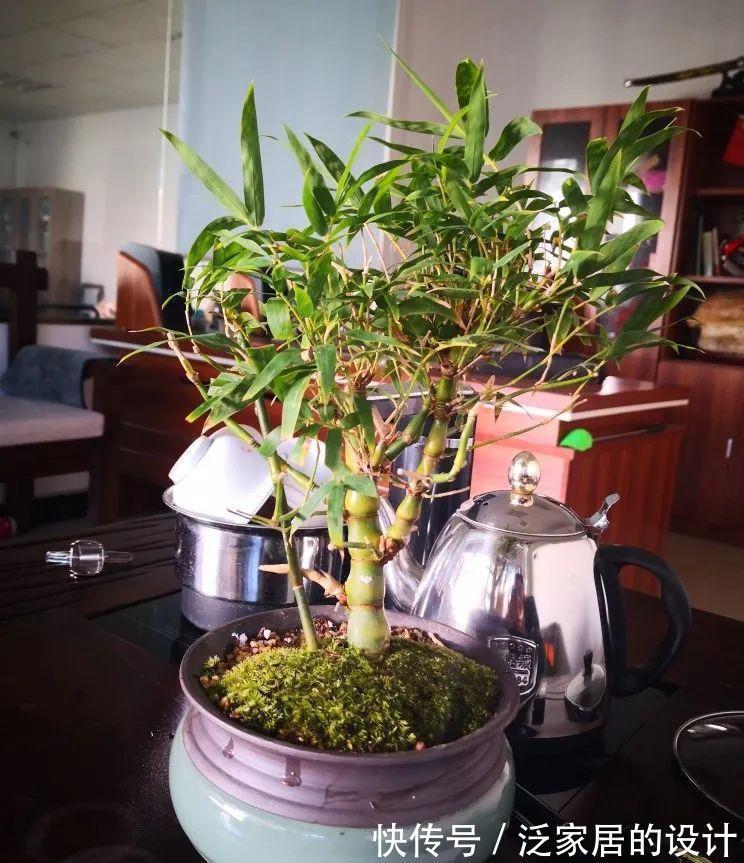 这“胖竹子”真奇特,既有竹的风骨与品格,还胖起来真好看!