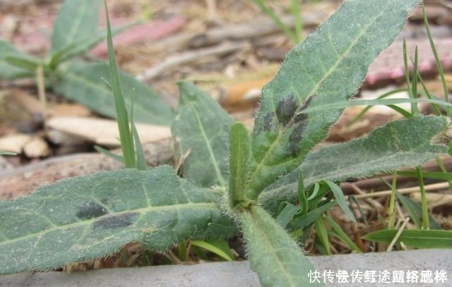 農(nóng)村的這個“酸不溜”野菜,想想都要流酸水,再酸,春季也要吃