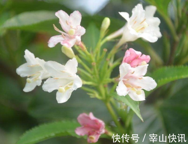 小白|此花花色绚丽,花朵犹如一簇缀满彩霞的锦带,寓意着人生绚烂多姿