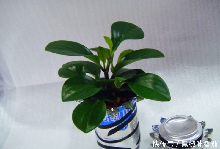 栽种|别把铁罐子扔了、卖了,钻孔养花,植物长得好,越看越讨喜