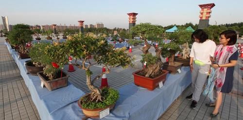 盆景七贤之一的雀梅，养殖时做好3点，才能长势旺盛，避免失枝