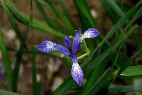 “马兰花马兰花，风吹雨打都不怕”，童谣马兰花究竟是什么花？