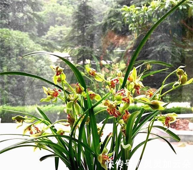 建兰|夏日养花,一定不要错过此兰,花量大,花香浓,花迷抢着买!