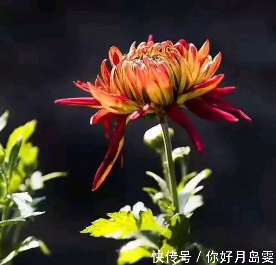 菊花阵!重阳节征联:英姿飒爽,问天下寒风,谁能破我菊花阵?邀对