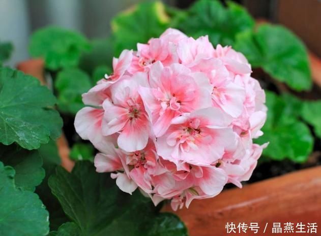 叶翠绿植株壮|7月的天竺葵,少浇肥水少晒太阳,叶翠绿植株壮,开花正艳