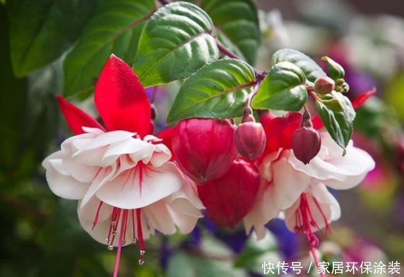 施肥|非常漂亮的4种花,养在家里,一年四季开花不断