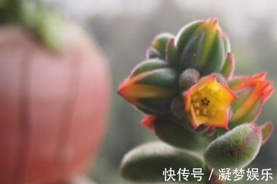 多肉锦晃星怎么养四个妙招看这里,你们不知道的小技巧！