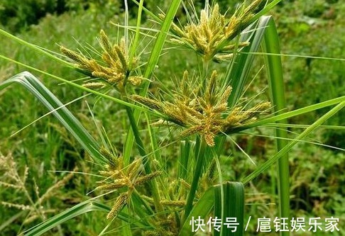 野草|农村常见的一种野草,它是疏肝解郁、调经止痛等的特效药