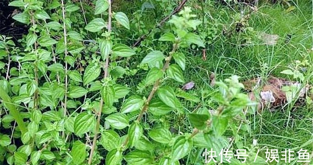 生肌藤|根茎酷似人参，俗称“生肌藤”，拔脓效果极佳，万不可错过的野草