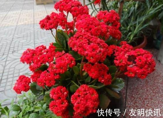 养分|盆栽养殖长寿花，花谢就修剪、施肥，等一个月又能催花了