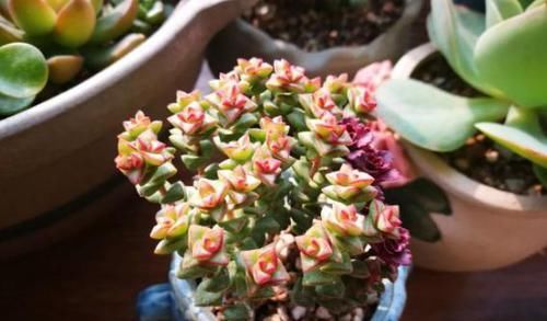 养多肉小米星，掌握“3秘诀”，叶片肥美，颜色好看得不得了！