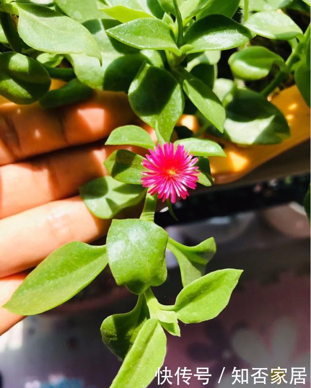 爆盆|养花技巧:折腾不死的25种花,咋养都爆盆,懒人最适合