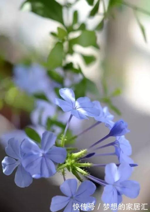 养护|最全蓝雪花养护指南，让蓝雪疯狂一夏