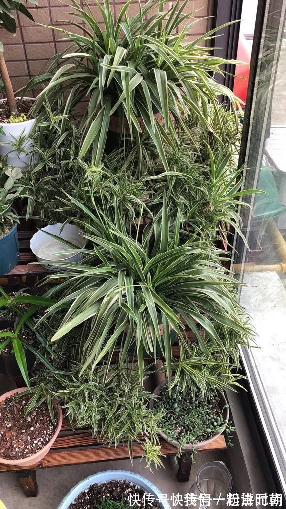 盆边|3种药片养花有“奇效”，浇水溶1片，叶绿根壮，比花肥厉害