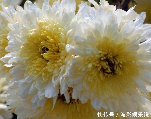 4款不怕热的花，放在阳台一晒，开花一茬接一茬，轻松爆成花海