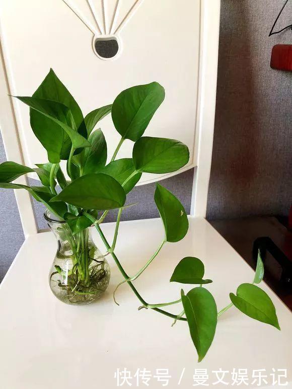 这4种花,不用土只用水,就能养成绿窗帘!