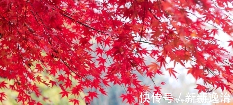 诗情画意|杜牧这首诗美得令人心醉,短短的28个字,写出了充满诗意的秋天!